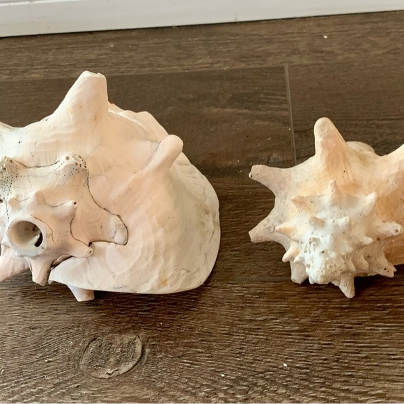Other - Sea Shell of 2